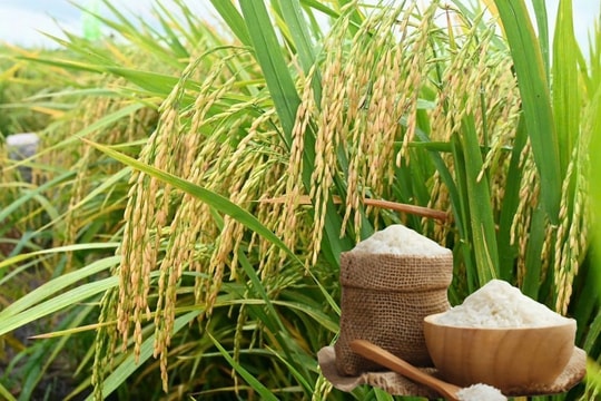 Giá lúa gạo hôm nay 6/9: IR 504 đi ngang, thị trường chờ nguồn cung vụ Thu Đông