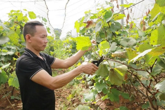 Nông dân Sơn La tìm thấy con đường làm giàu mới chỉ từ một quyết định táo bạo