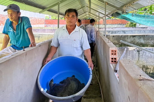 Nông dân Cà Mau khiến nhiều người tò mò với chuồng trại nuôi loài dễ chăm mà lãi cao