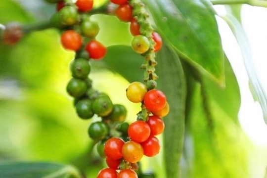 Cập nhật giá tiêu hôm nay 6/9: Cao kỷ lục, trong nước tăng mua