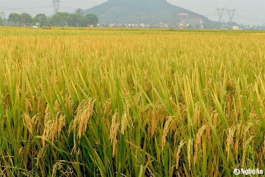 Giá lúa gạo hôm nay 7/9: Nếp, gạo đặc sản vẫn giữ giá cao tại chợ lẻ