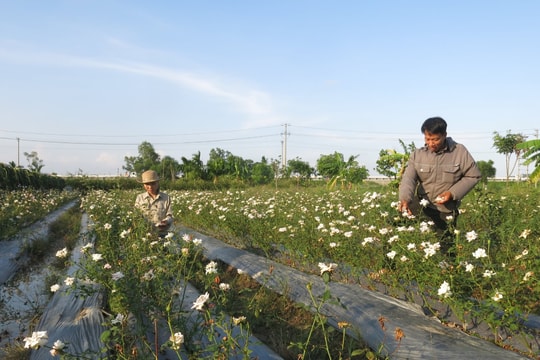 Nông dân Hải Phòng tìm ra cách để loài cây “khó tính” cho thu nhập triệu đồng mỗi ngày