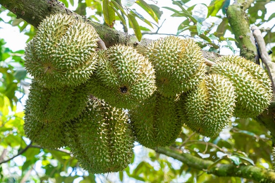 Giá sầu riêng hôm nay 7/9: Tây Nguyên giảm giá, xuất khẩu đối mặt thử thách chất lượng