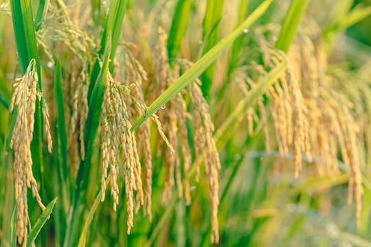 Giá lúa gạo hôm nay 8/9: IR 504 giảm nhẹ, các giống OM và CL 555 giữ giá