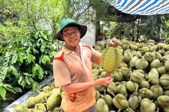 Nông dân Đắk Lắk bất ngờ thu cả tỷ đồng từ loại cây khiến cả Quốc lộ kẹt cứng xe tải