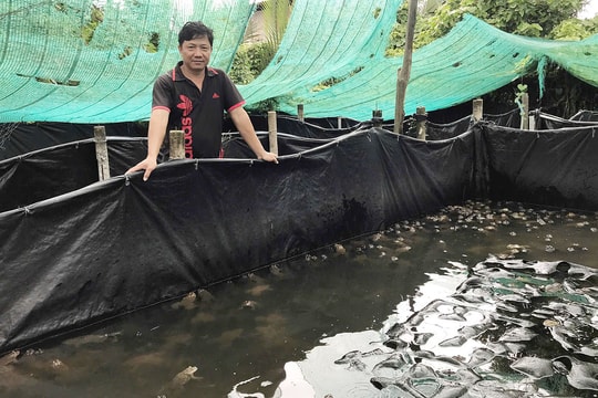 Nông dân An Giang biến ao làng thành "mỏ vàng nước nổi", thu nhập lợi nhuận cao