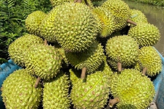 Giá sầu riêng hôm nay 9/9: Ổn định, sầu Thái giữ đỉnh 100.000 đồng/kg