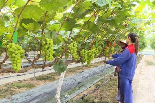 Nông dân Phú Thọ biến những triền đồi trung du thành vườn quả công nghệ cao, mỗi năm thu về hơn 200 triệu đồng