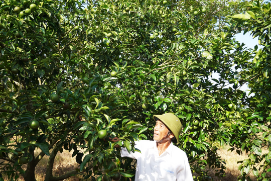 Nông dân Quảng Trị làm giàu bằng thứ đặc biệt gì mà được trao danh hiệu "Nông dân xuất sắc Việt Nam"