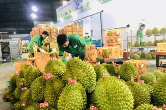 Giá sầu riêng hôm nay 10/9: Tây Nguyên giữ ngôi vương với giá cao kỷ lục