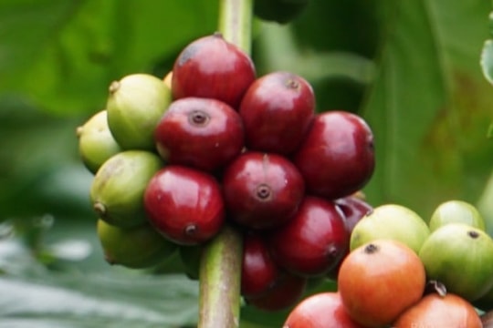 Giá cà phê hôm nay 11/9: Trong nước đi lùi, Robusta và Arabica rớt giá trên cả hai sàn