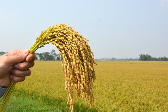 Giá lúa gạo hôm nay 11/9: ĐBSCL giữ ổn định, xuất khẩu áp lực lớn