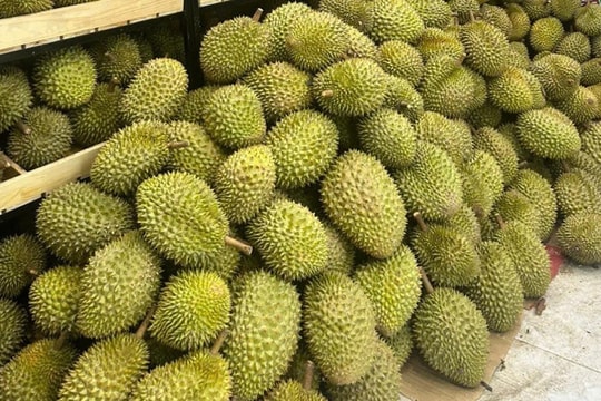 Giá sầu riêng hôm nay 11/9: Nhiều nơi đi ngang, nhà vườn Tây Nguyên lao đao vì mưa kéo dài