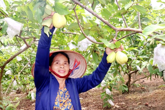 Nông dân Thái Nguyên biến vùng đất khô cằn thành "thủ phủ" loại quả quý, tạo nên thương hiệu nổi tiếng, thu về cả trăm triệu mỗi năm
