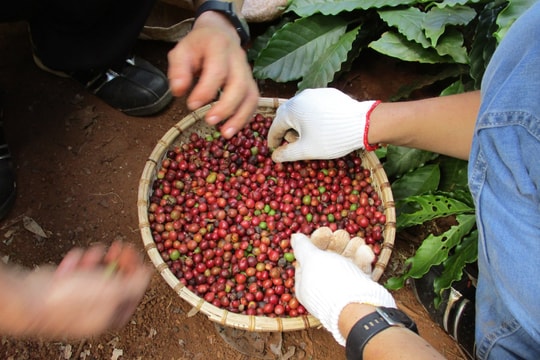 Giá cà phê hôm nay 12/9: Bật tăng mạnh, lập đỉnh mới trong tháng
