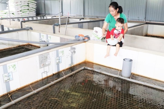 Nông dân Hà Tĩnh dám nghĩ dám làm, nuôi loài “cầm là tuột” thu lợi gấp nhiều lần nuôi cá