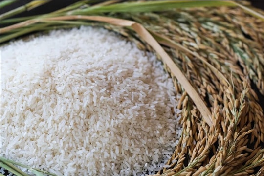 Giá lúa gạo hôm nay 12/9: Biến động trái chiều, xuất khẩu lao đao vì Philippines