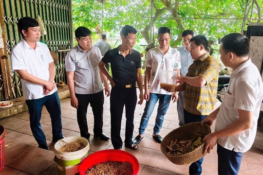 Nông dân Phú Thọ biến đồi dốc thành "trang trại triệu đô", thu tiền không đếm xuể