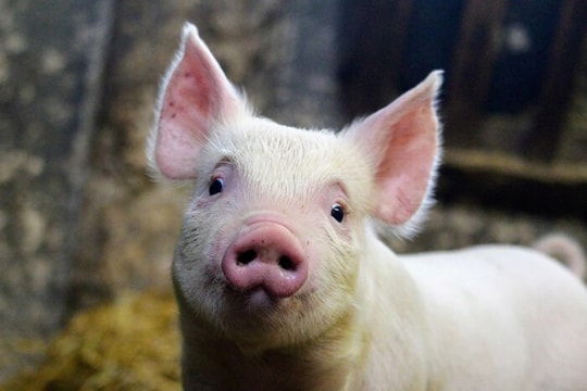 Giá heo hơi hôm nay 13/9: Ba miền đồng loạt tăng giá