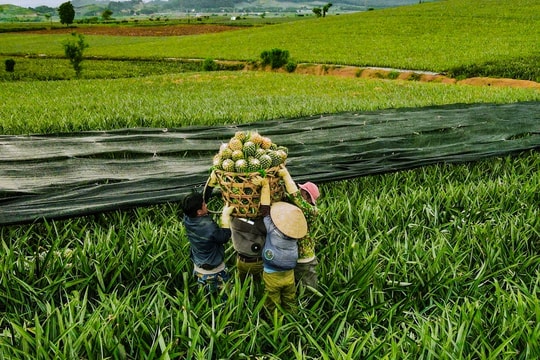 Nông dân Thanh Hóa dạy nhau làm giàu, hàng trăm hộ kiếm về 5 đến 10 tỷ đồng mỗi năm