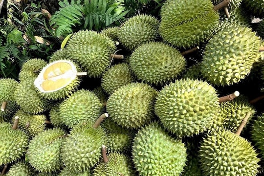 Giá sầu riêng hôm nay 14/9: Thị trường chững lại sau đợt giảm sốc