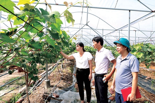 Chìa khóa làm giàu mới của nông dân Ninh Bình, doanh thu vượt trội 20 lần so với trồng lúa