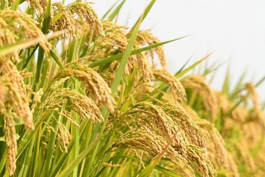 Giá lúa gạo hôm nay 15/9: Thị trường chững lại, xuất khẩu gạo Việt gặp áp lực