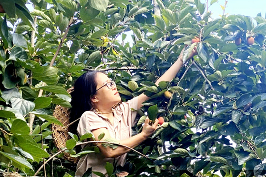 Nông dân Thái Nguyên gói trọn hương vị trời đất trong “quả nắng không hạt”, nâng tầm đặc sản vùng cao, mang lại thu nhập tốt