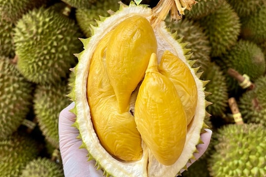 Giá sầu riêng hôm nay 16/9: Tây Nguyên bán cao hơn, miền Tây giữ giá cũ