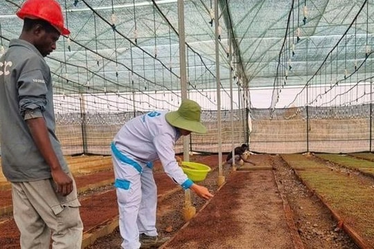 Một tập đoàn tư nhân Việt rót 4,5 tỷ đô vào châu Phi mở nhà máy phân bón quy mô lớn