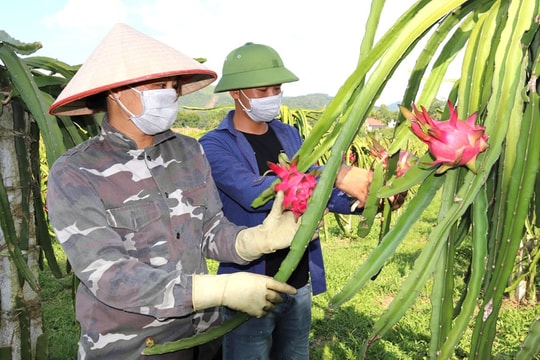 Trái đỏ trên đồi xanh – Bí quyết làm giàu của nông dân Tuyên Quang