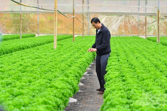 Đà Lạt: Nông dân kiếm tiền tỷ nhờ "bí quyết" rau thủy canh trong nhà kính