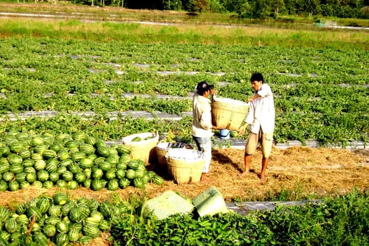 Nông dân Cần Thơ “đổi lúa lấy trái quý”, thu nhập nhờ đó lên đến hàng trăm triệu