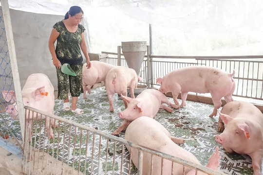 Giá heo hơi hôm nay 17/9: Tiếp tục hạ giá, người chăn nuôi lo lắng