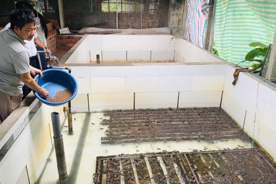 Nông dân Hà Tĩnh đổi đời nhờ nuôi thứ "đặc sản" mang từ Thái Lan về, hàng năm lãi vài trăm triệu dễ dàng