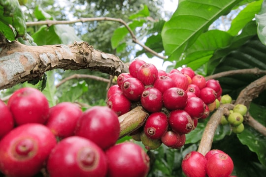 Cập nhật giá cà phê hôm nay 18/10: Liên tục tăng cao