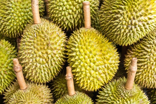 Mưa dồn dập ảnh hưởng tới chất lượng sầu riêng