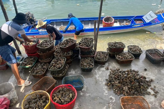 Ngư dân Đồng Tháp "thắng đậm" nhờ nuôi hàu công nghệ xanh