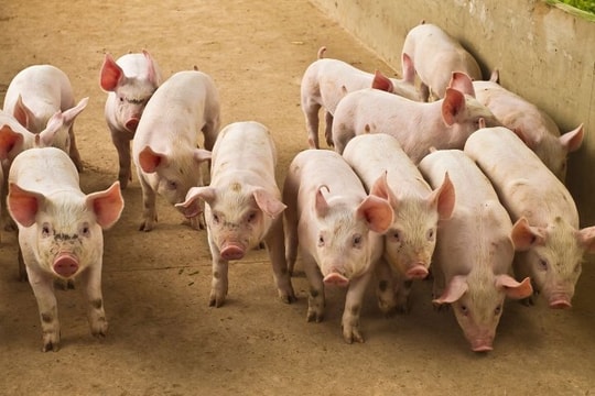 Giá heo hơi hôm nay 18/9: Miền Bắc giảm mạnh, dịch bệnh rình rập