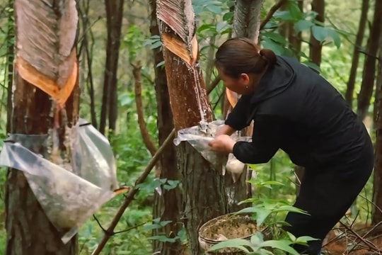 Nông dân Lạng Sơn và hành trình biến “vàng trắng” thành nguồn thu hàng trăm triệu đồng/năm