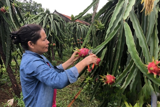 Nông dân Lạng Sơn "gieo trồng trên đất, gặt hái trên mạng"