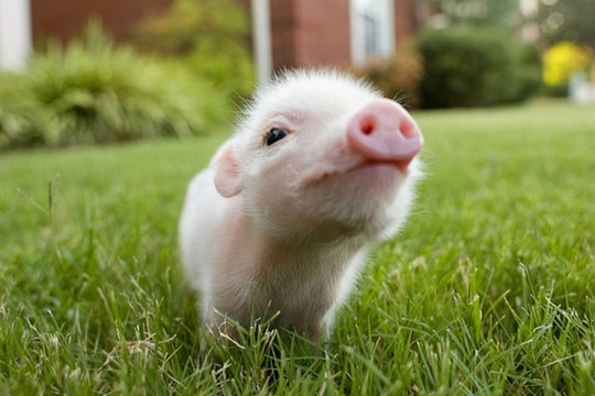 Giá heo hơi hôm nay 19/9: Tiếp tục đi xuống, thị trường thêm bất ổn