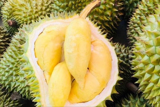 Giá sầu riêng hôm nay 19/9: Tây Nguyên tiếp tục dẫn đầu mức giá cao