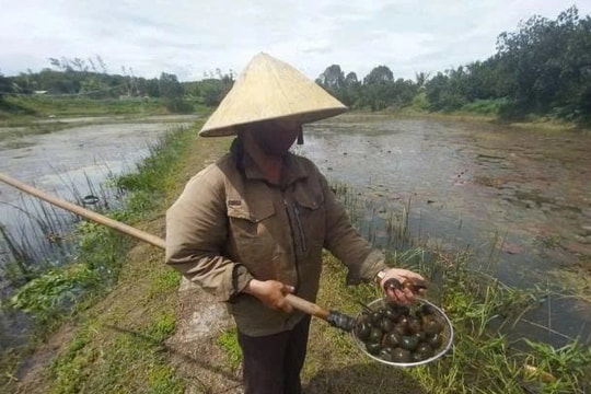 Từ hộ nghèo vươn lên, nông dân Nghệ An đi nuôi thứ "vàng đen" trong ao, thu vài trăm mỗi năm
