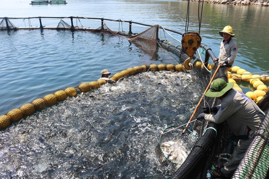 Nuôi biển công nghệ cao ở Khánh Hòa: “Cánh cửa” mới cho nghề vươn khơi