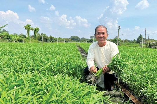 Nông dân Cần Thơ đổi đời nhờ thứ "bình dân" thường có trên mâm cơm, giờ mỗi năm đều tay thu tiền tỷ