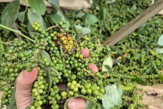Giá tiêu hôm nay 20/9: Đắk Lắk cao nhất, xuất khẩu sôi động