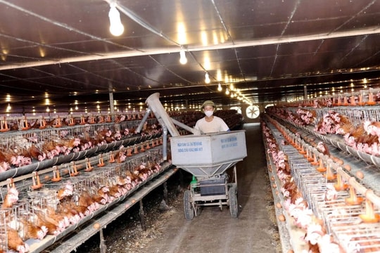 Không ruộng lúa, không vườn cây đặc sản, nông dân Hà Tĩnh xây dựng nên trang trại công nghệ cao đem về lợi nhuận khổng lồ