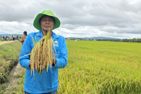 Nông dân Gia Lai bội thu khi giống cây mới cho năng suất vượt chuẩn, là “chìa khóa” để nâng cao thu nhập