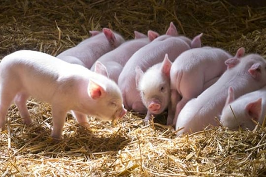 Giá heo hơi hôm nay 22/9: Quay đầu giảm, thị trường có phục hồi trở lại cuối năm nay?